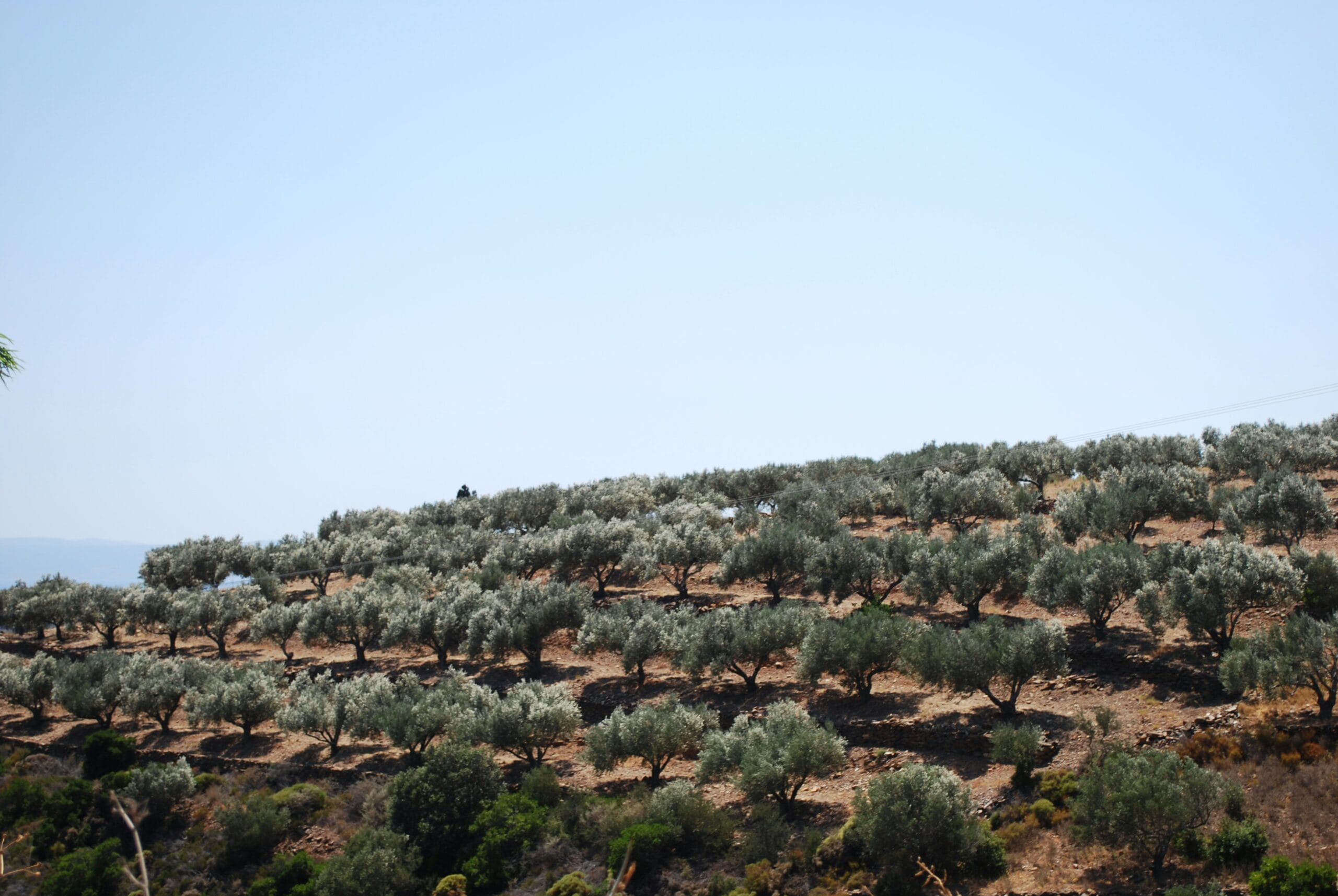 olio extravergine d'oliva